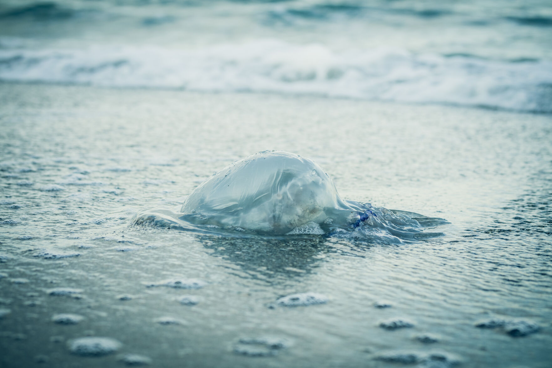Jellyfish on the beach